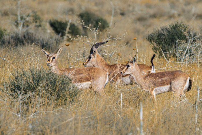 Iran reports major increase in its wildlife population