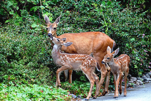 Yellow deer gives birth to twins in Moghan