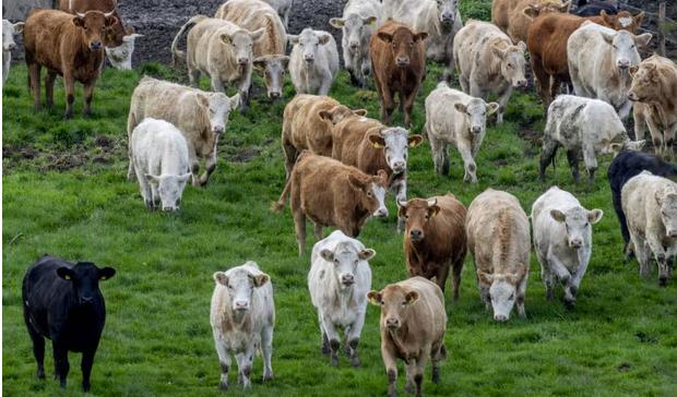 Global spending on subsidies that harm environment rises to $2.6tn, report says