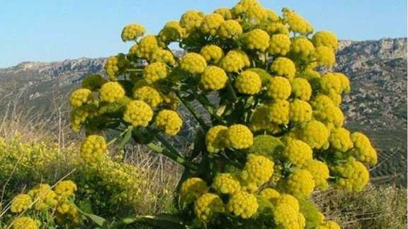 How aromatic resin from Iran is captivating global fragrance markets