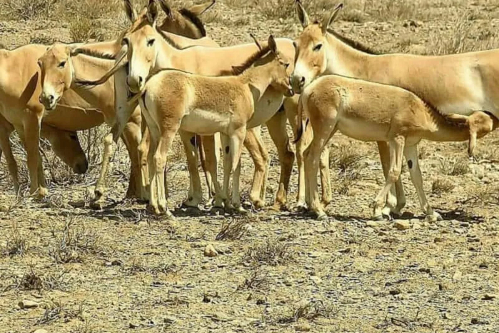 بیارجمند
