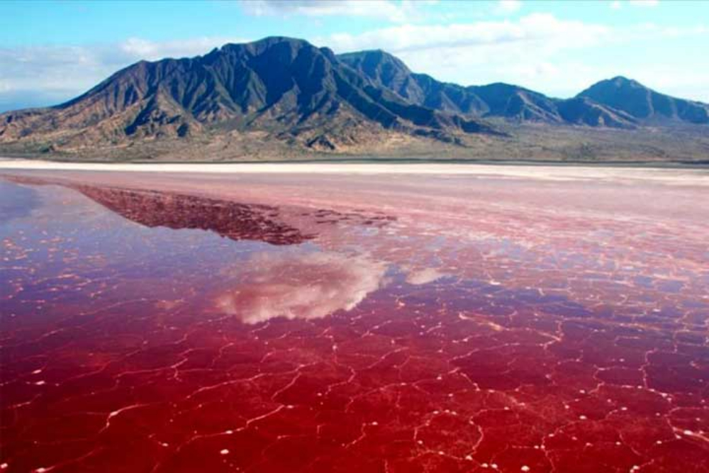 بریس