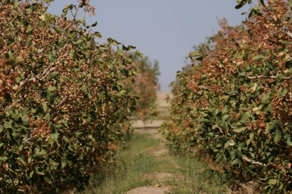بهرمان