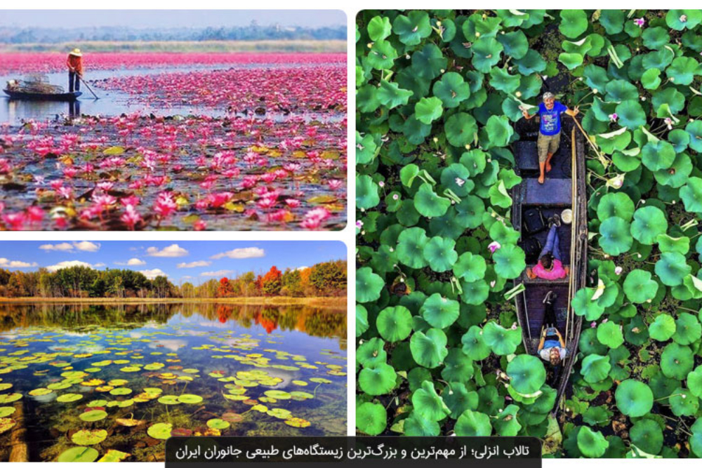 بندرانزلی