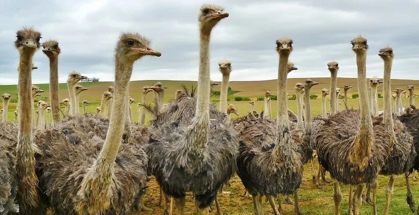 Iran triples ostrich chick exports to Afghanistan