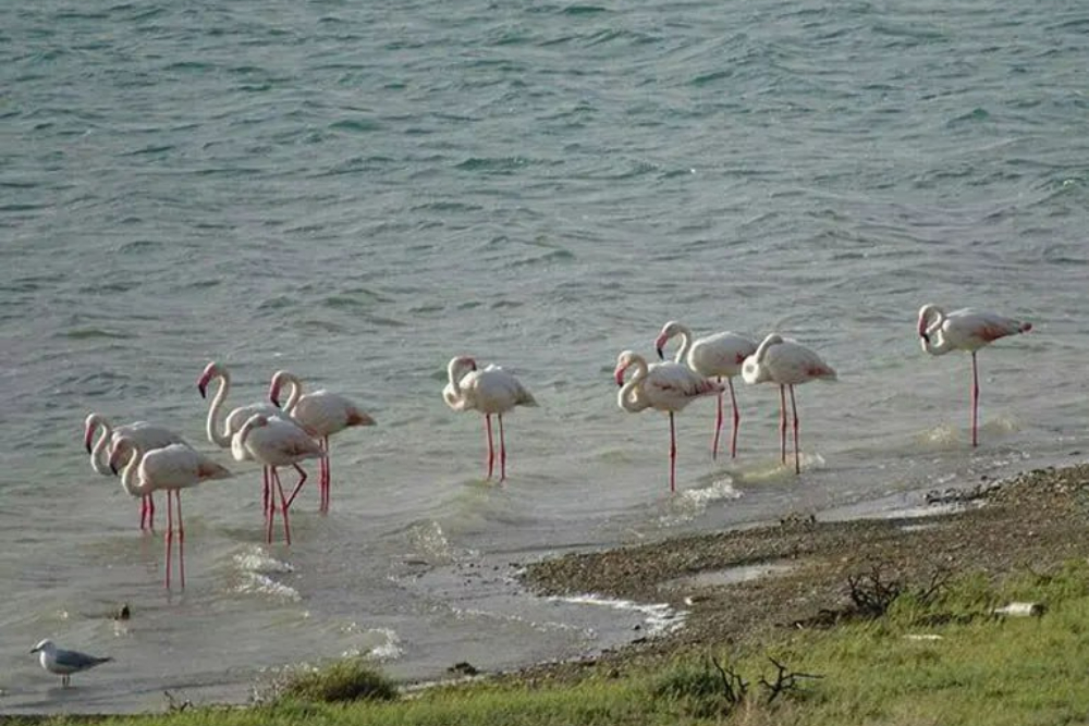 بناب