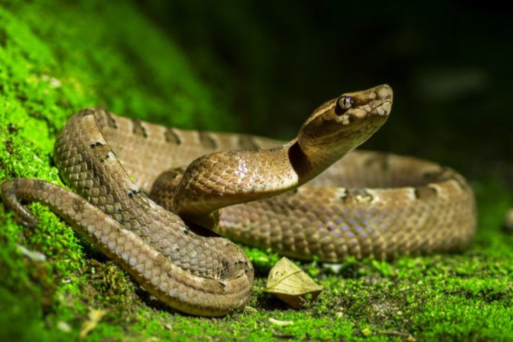 الثعبان الأكثر غموضا في العالم