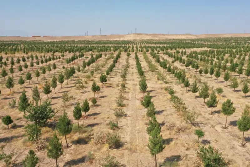 Global Race for Green Wealth