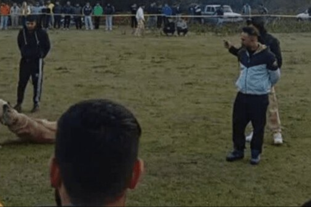 حیوان+آزاری