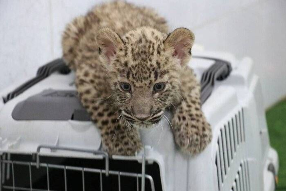 نجات یک قلاده پلنگ در کوه‌های بشاگرد