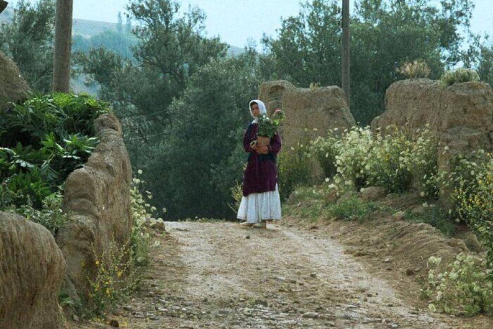 آغاز جشنواره جهانی فیلم فجر با اکران«زیر درختان زیتون»