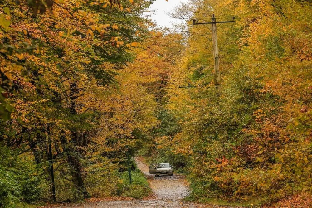 ممنوعیت تردد در جنگل‌های سوادکوه تا بارش‌های پاییزی