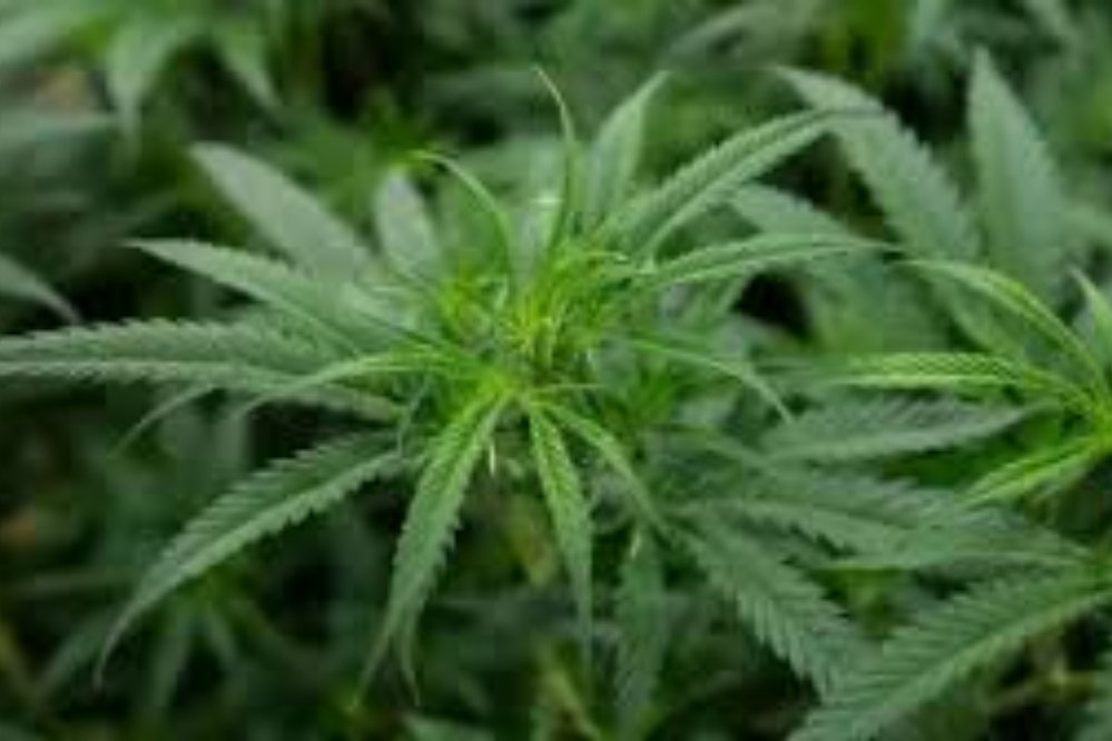 ثبت رسمی سندرم استفراغ ناشی از ماری‌جوانا در فهرست بیماری‌ سازمان جهانی بهداشت