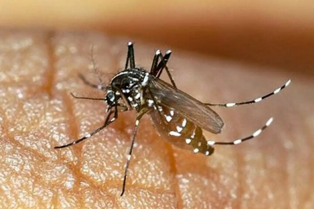 افزایش شمار مبتلایان به تب دنگی به 243 نفر در هرمزگان