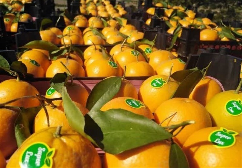 Iran’s Mazandaran exports over 29,000 tons of fruit in a single day