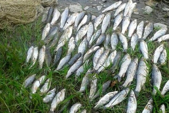 Iran exports $451m aquatics in 7 months: IFO head