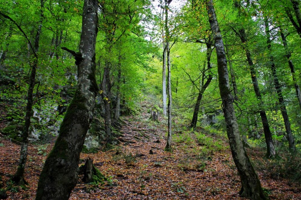 نجات فرد مصدوم وگمشده در جنگل دودانگه