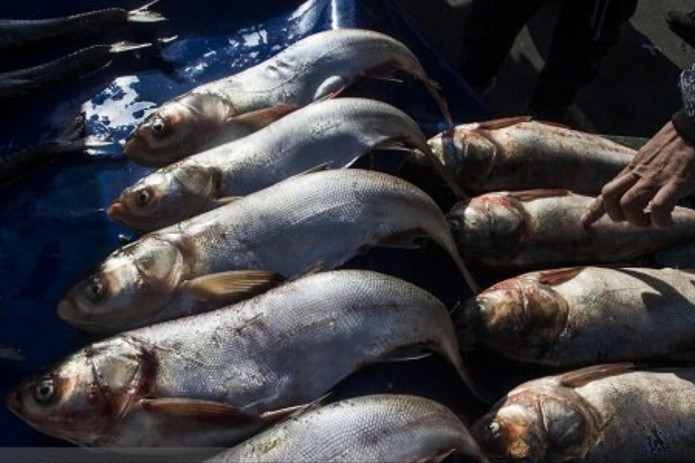 Развитие морской экономики с целью производства 2,6 млн тонн продукции водного промысла