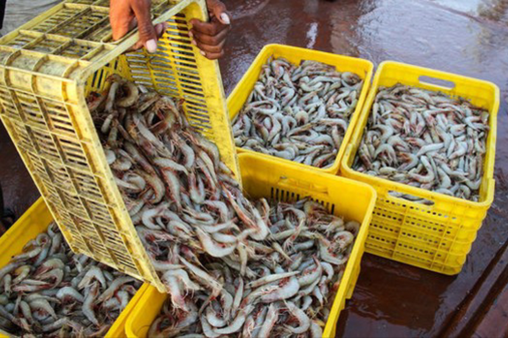Благодаря новым методам производство креветок в Бушере увеличилось в 12 раз