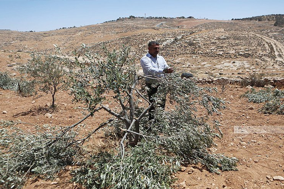 מתנחלים כרתו עשרות עצי זית מצפון לירושלים הכבושה