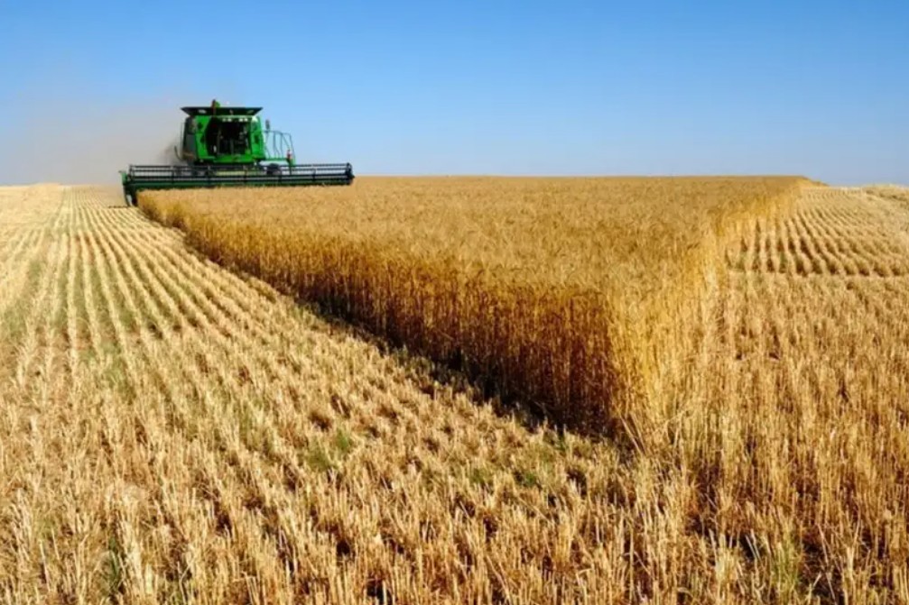 Wheat production expected to reach 13m tons this year