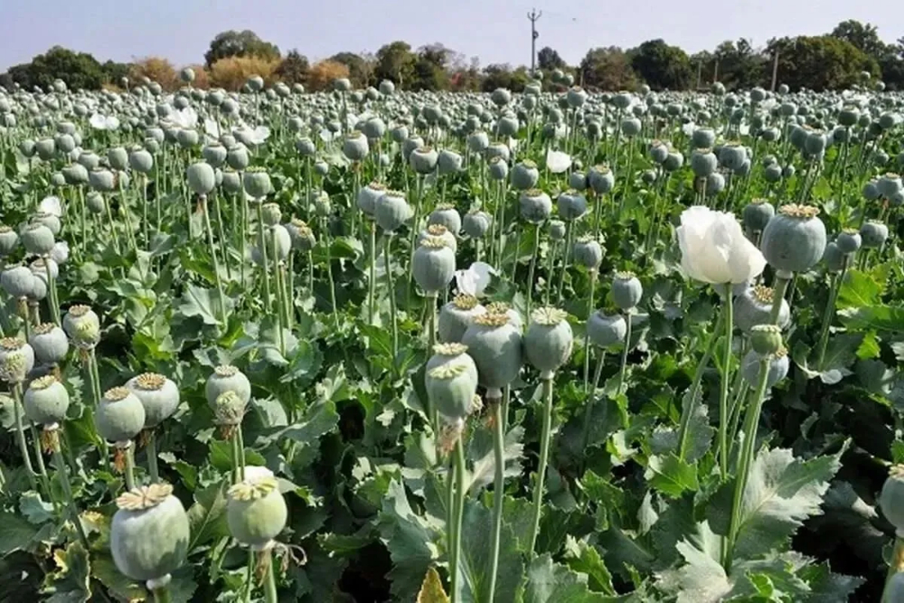 پشت‌پرده تغییر الگوی قاچاق مواد مخدر؛ از خشخاش تا شیشه
