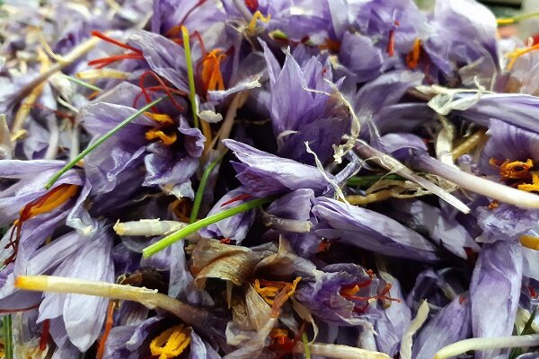 هزار کیلوگرم زعفران از کشاورزان خریداری شد