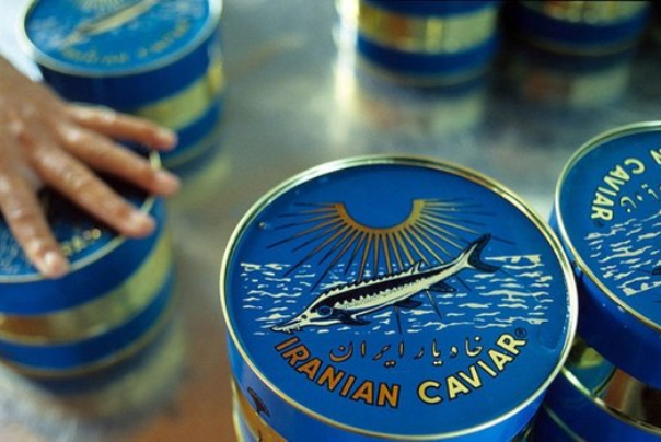 ايران تتبوأ المركز الرابع عالميا في انتاج الكافيار