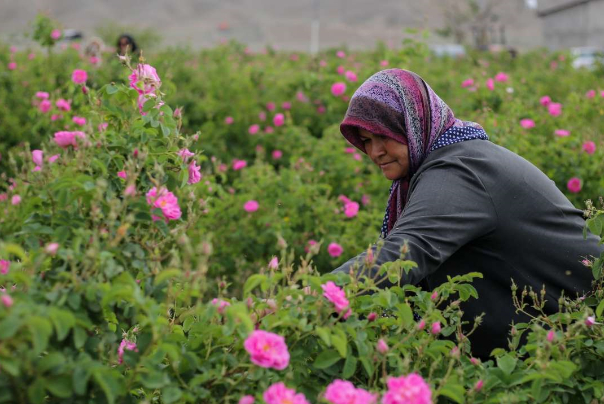 پیش بینی برداشت 80 تن گل محمدی در قزوین