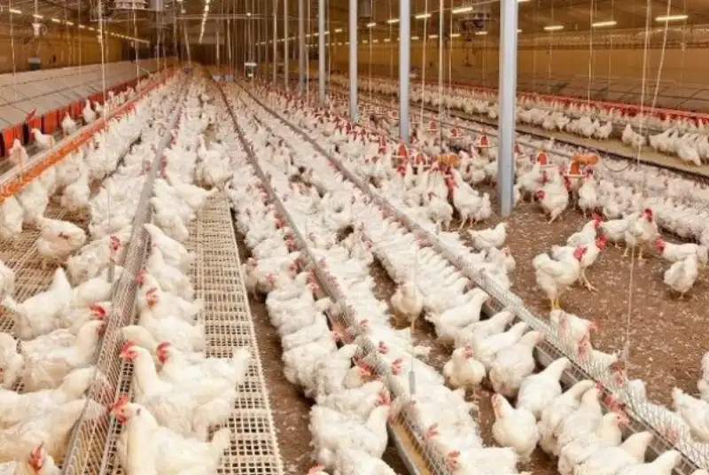 قیمت مرغ بنای پایین آمدن ندارد!