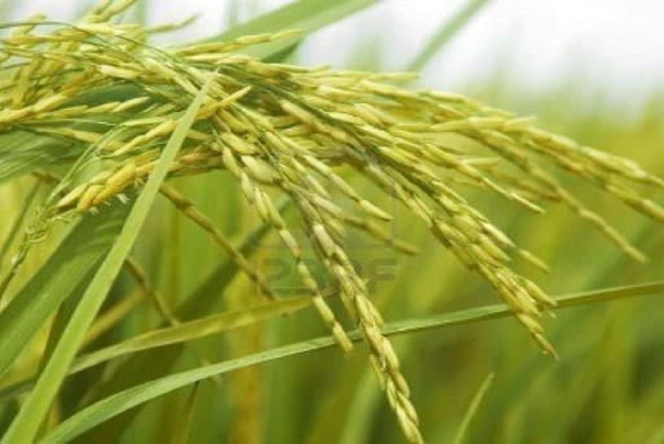 ویدئو: رونمایی از گونه جدید بذر برنج تولید شده با فناوری انرژی هسته‌ای