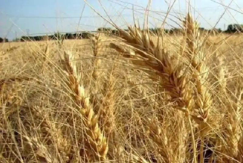 اصلاح قیمت گندم به هفته آینده موکول شد