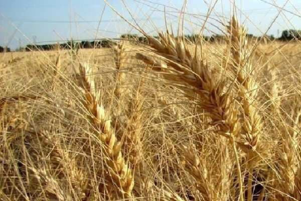 اصلاح قیمت گندم به هفته آینده موکول شد