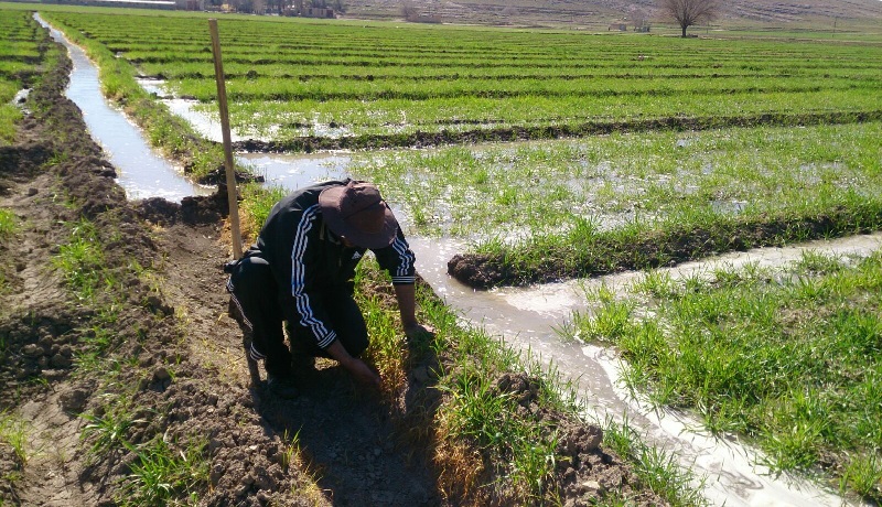 کشاورزی در میان وعده‌های رنگارنگ اقتصادی نامزدهای انتخابات جایی نداشت