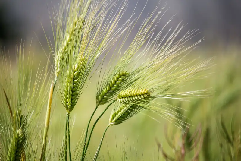 اصلاح قیمت گندم صنف و صنعت