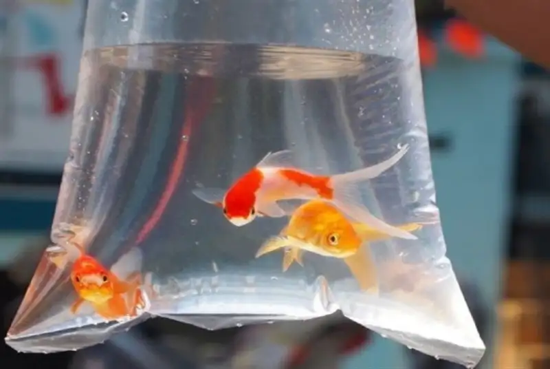 توصیه‌های بهداشتی خرید و نگهداری ماهی قرمز