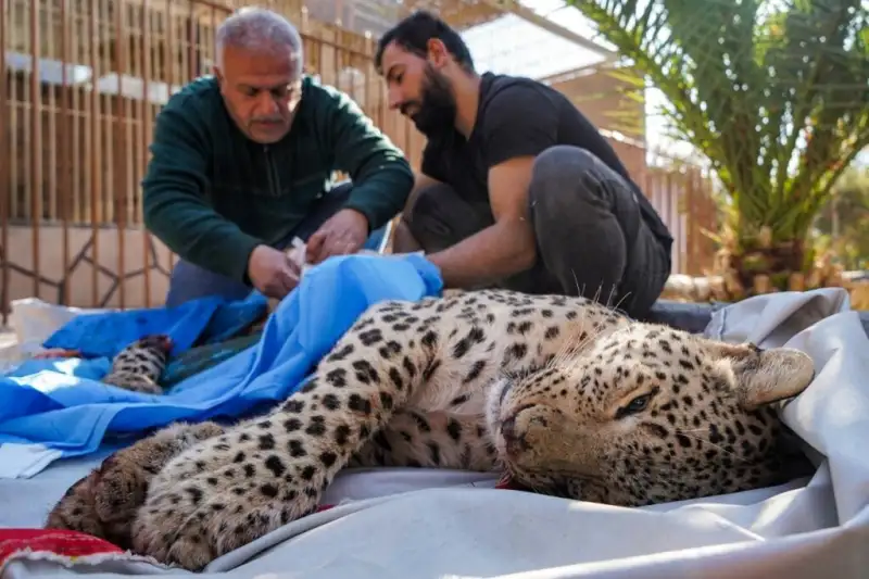 سرنوشت تلخ پلنگ سرگردان در قائم‌شهر