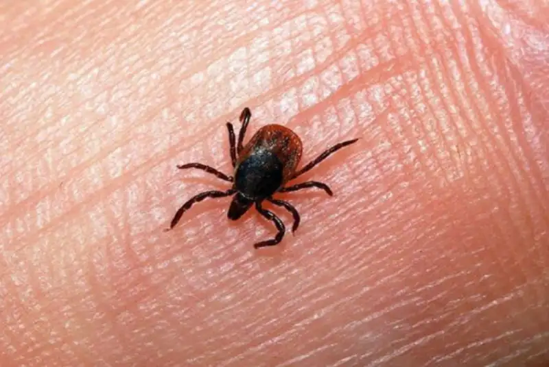 مراقب این بیماری تابستانی باشید