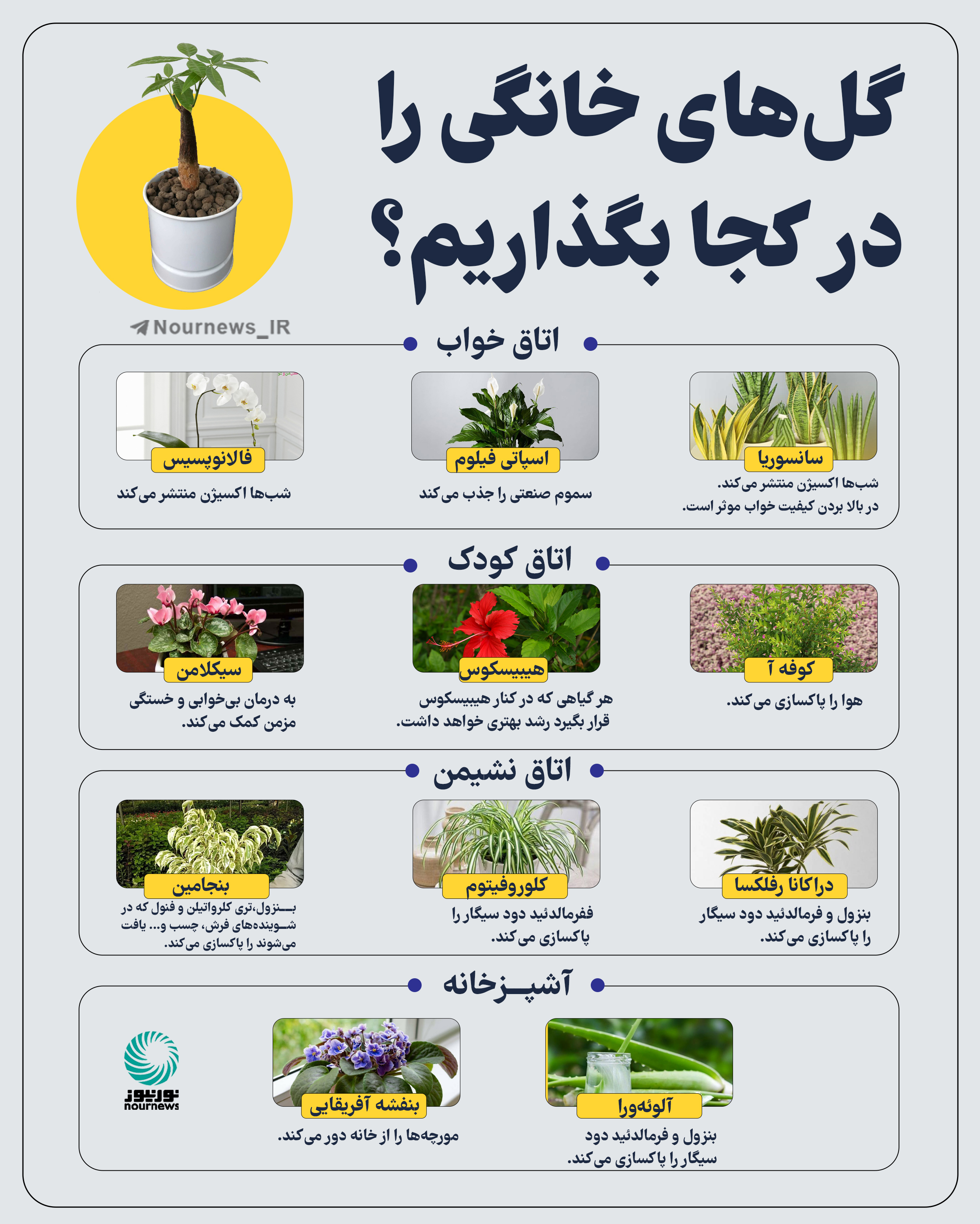 گل‌های خانگی را در کجا بگذاریم؟