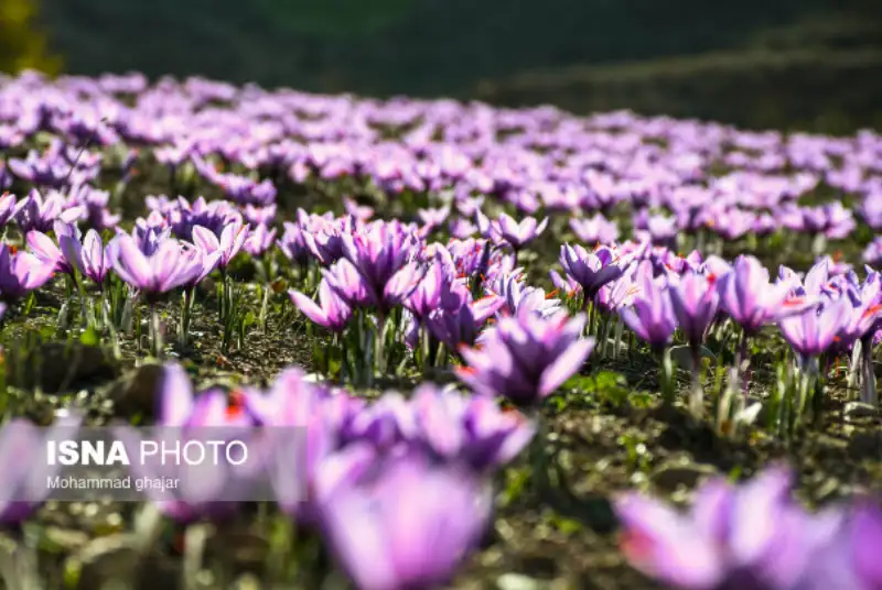 گزارش تصویری | طلای سرخ گلستان