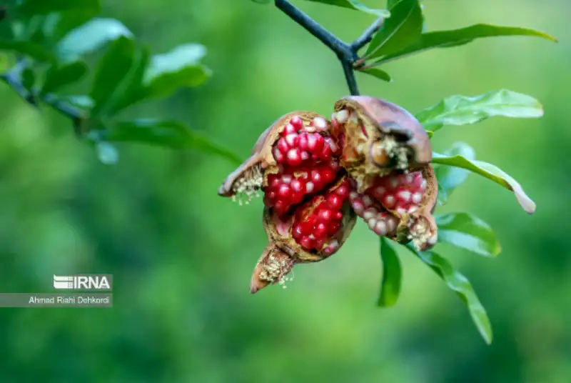 گزارش تصویری | انارِ مشایخ