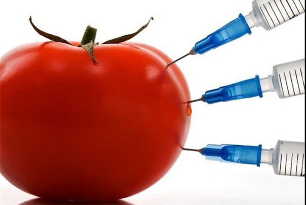 بالاخره تراریخته مصرف بکنیم یا نه؟