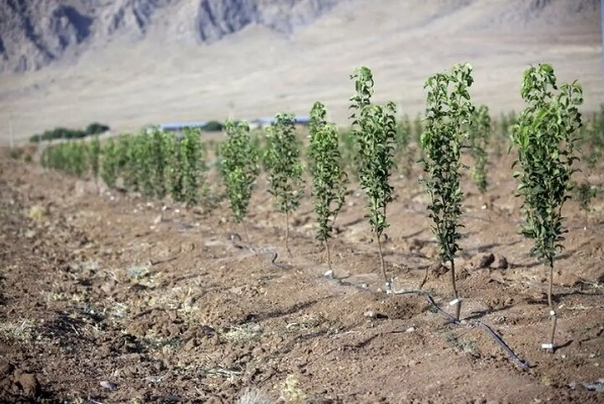 خیز چهار ساله برای ایران جنگلی