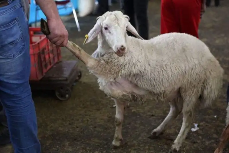 دام‌های محترم! چرا گرانید؟