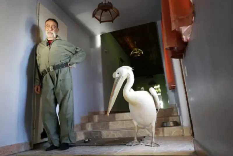 این مرد 700 حیوان در خانه‌اش نگهداری می‌کند؛ از پلیکان بادیگارد تا ببر سیبری!