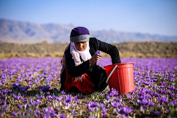 فاینشال تایمز: چرایی خشکی ذخایر زعفران ایران؟