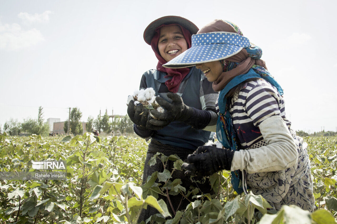 Iran is increasing support for cotton farmers to reach self-sufficiency