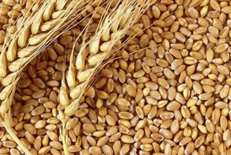 تاثیر اجرای قانون ارث بر تولید گندم!