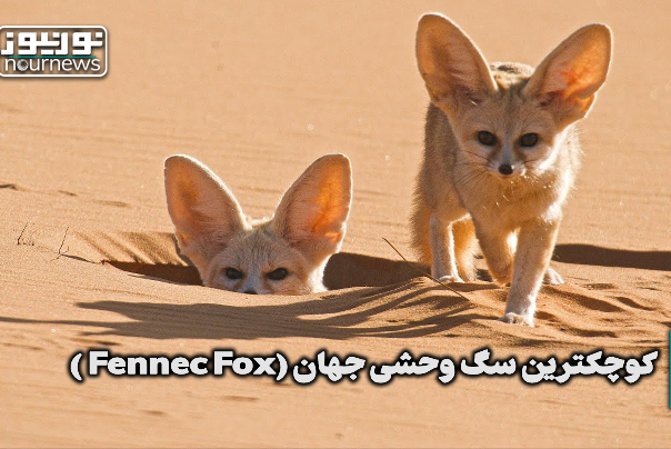 کوچکترین سگ وحشی جهان +فیلم