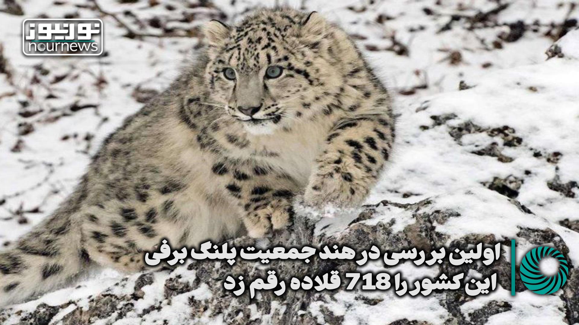 جمعیت پلنگ برفی در هند 718 قلاده است + فیلم